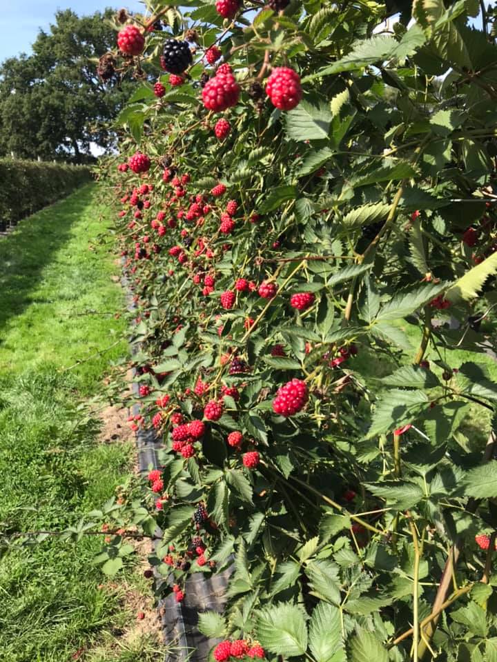 THE 7 BEST PICK-YOUR-OWN FRUIT & VEGETABLES , FARMS NEAR&nbsp;LONDON